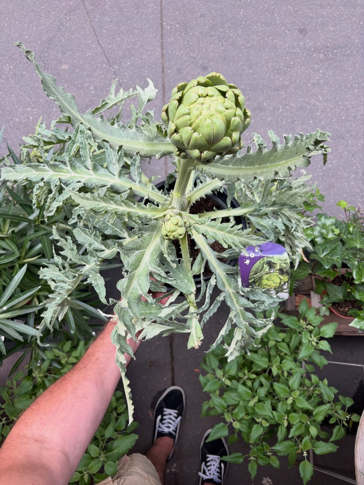 Artichaut en pot