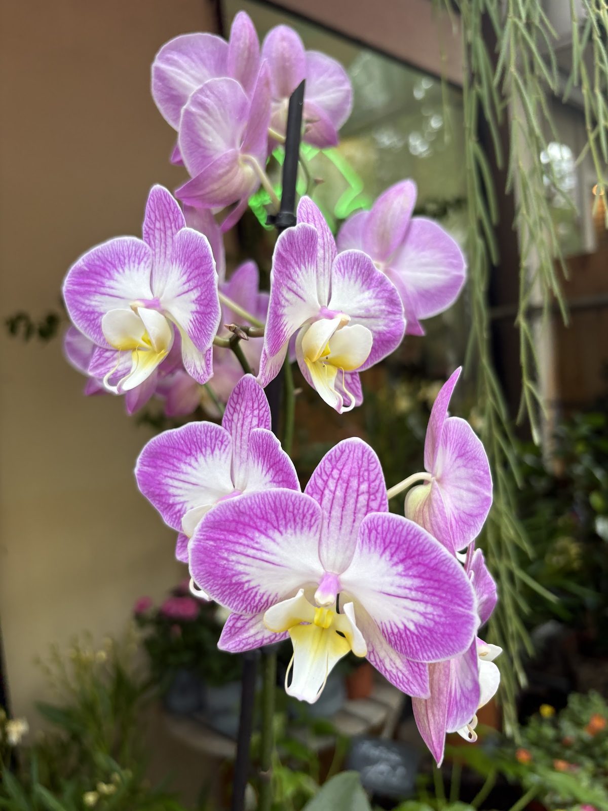 Orchidée mauve