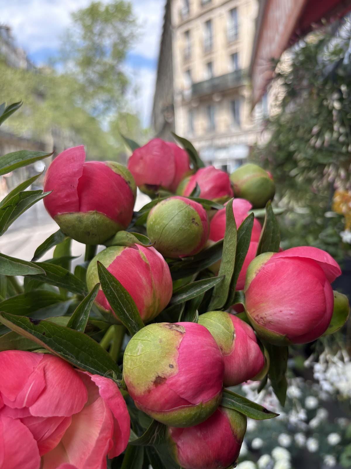 Pivoines en boutons
