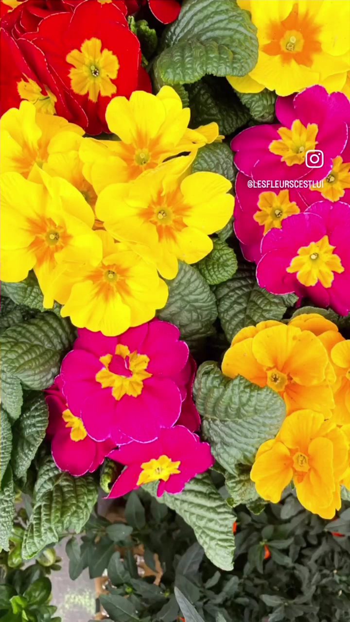 Primevères jaunes et fuchsia