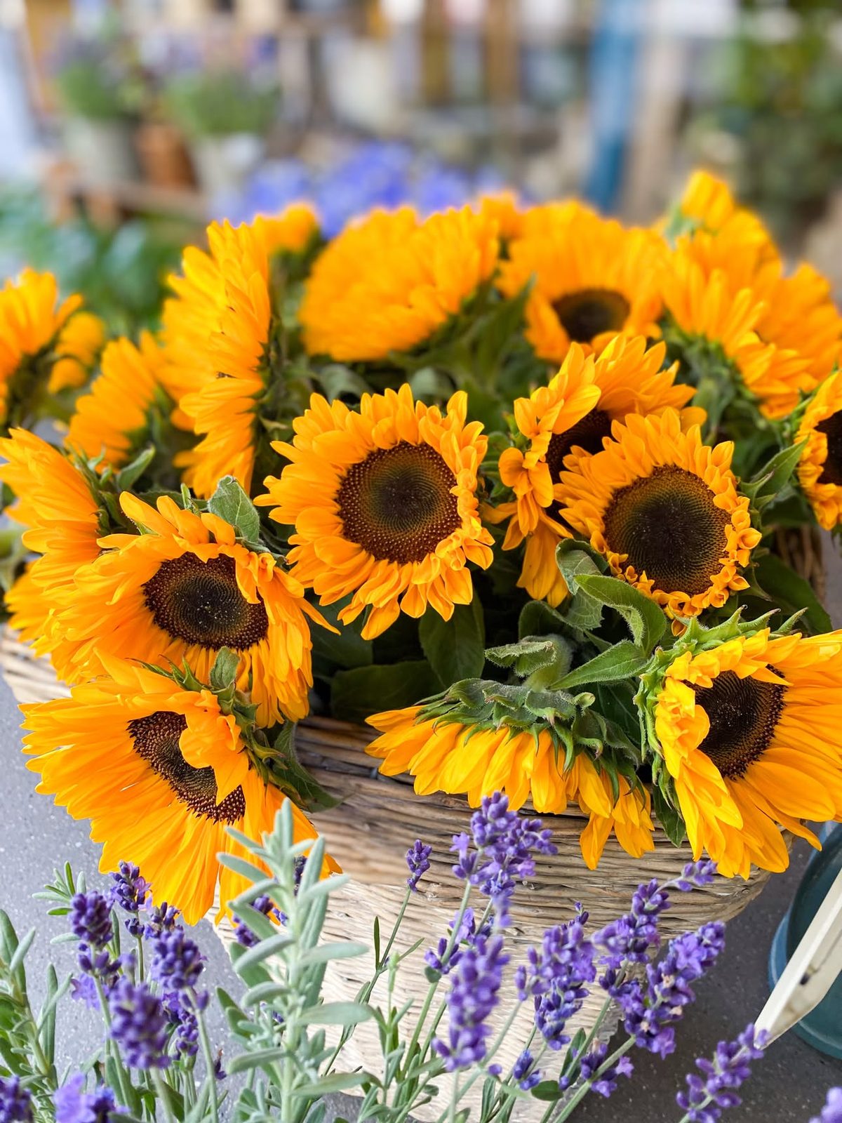 Tournesols et lavande